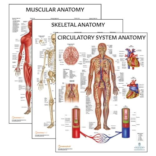 Anatomy Lab 3 PACK Muscular, Skeletal, and Circulatory System Human Anatomy Poster Set, LAMINATED, Anatomy and Physiology Posters, 17.3 x 22.5 Inches, Body Systems Anatomical Charts, Made