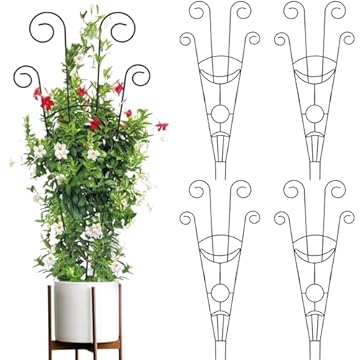 Trellis for Mandevilla Plant: 5 Surprising Choices You Never Expected 2 trellis for mandevilla plant