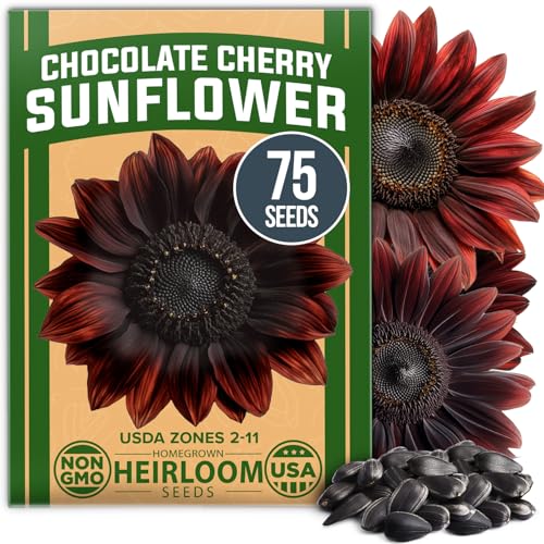 Image of HOME GROWN Chocolate Cherry Sunflower Seeds 75 Heirloom Seeds for Planting Burgundy Sunflowers Tall Flower for Garden, Pollinators, Butterflies (Helianthus annuus)
