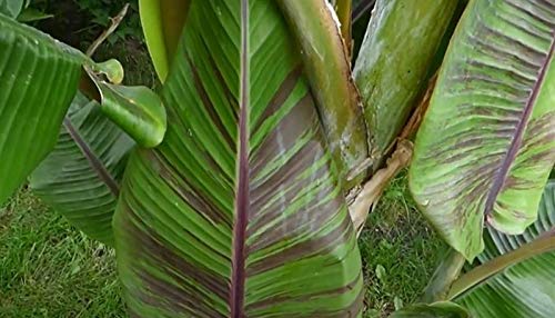 Pcs - 10x Musa (Bananier) Itinerans (Bananier Voyageur) Bleu Birmanie Banane Jardin Plantes - Graines ID131 - Seeds & Plants Shop by Ipsa