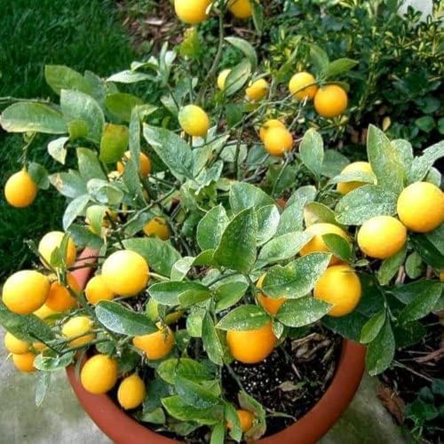 Image of Seedless Lemon Plant Early Fruiting & Dwarf Varieties Fruit Plants