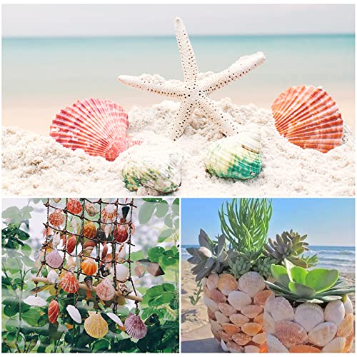 Lucky Baby Scallop Shell Natural Seashell From Sea Beach For Diy Crafts Decor For Wedding Decor Beach Theme Party, Home Decorations, Fish Tank 1 Box (50 Pcs)… #TOP3