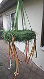 Flora Trans - Richtkranz kaufen -Das Eigene Heim - Richtkranz 50cm Durchmesser -