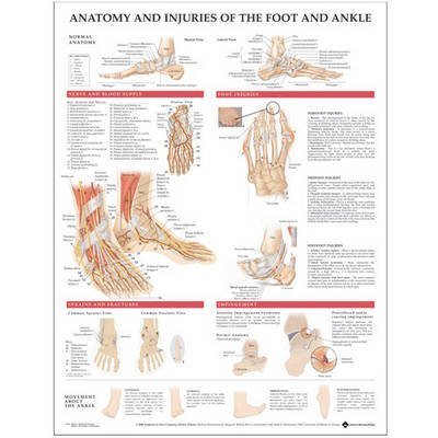 [(Anatomy and Injuries of the Foot and Ankle)] [Author: Anatomical Chart Company] published on (December, 2004)      Wall Chart
