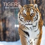  Tigers – Tiger 2025 – 16-Monatskalender: Original The Gifted Stationery Co. Ltd [Mehrsprachig] [Kalender] (Wall-Kalender)