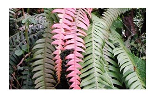 Pcs - 10x Blechnum Fragile Fougère Fiederblätter Jardin Plantes - Graines B1937 - Seeds & Plants Shop by Ipsa