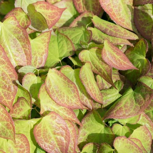 200samen elfenblume - kräutergarten kräuterpflanzen...