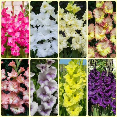 Bulbi di gladioli, bulbi di decorazioni floreali bulbi a precoce regali 20pcs