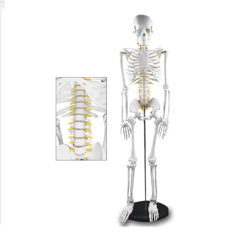Sjdopulse 85Cm Human Skeleton Model - Medical Anatomical Skeleton Model With Spinal Nerve - Full Body Bone Medical Teaching Model Spinal Nerve Model - For Medical Educational Training Aid