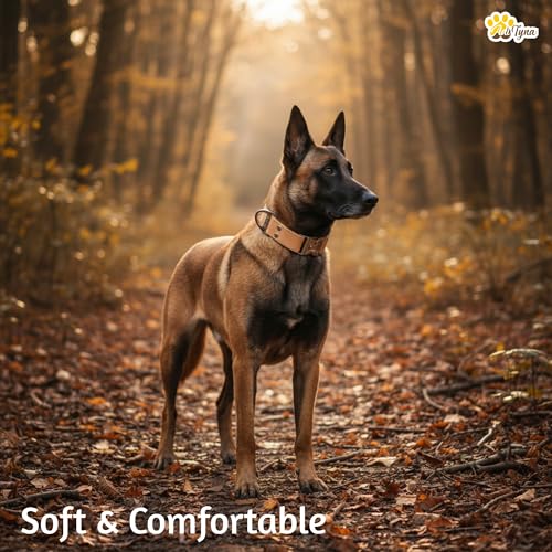 Image of ADITYNA Leather Dog Collar for Medium & Large Dogs, Adjustable 15-21 inch Neck | Padded, heavy-duty metal buckle. Great for walking, training and hiking - ideal for Labrador, Boxer, Pitbull and Collie.