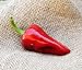 Piquillo Spanish Little Beak Tapas Heirloom Pepper Premium Seed Packet + More