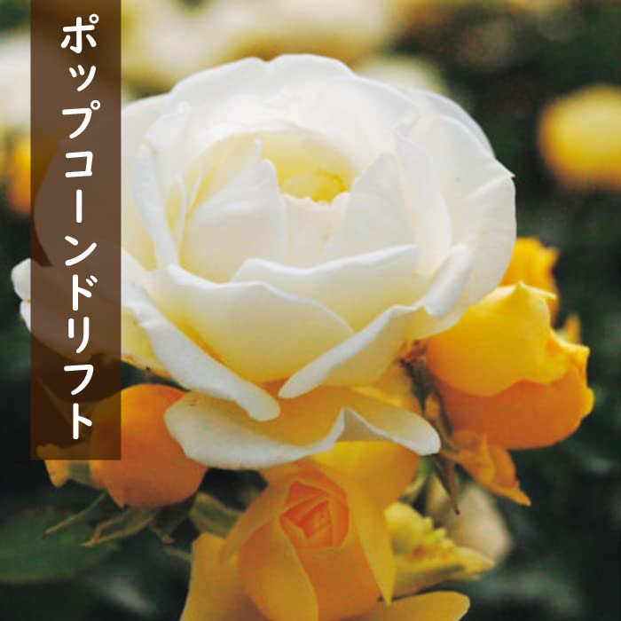 Amazon.co.jp: ドリフトローズ 苗 3種セット 【レッドドリフト1個+