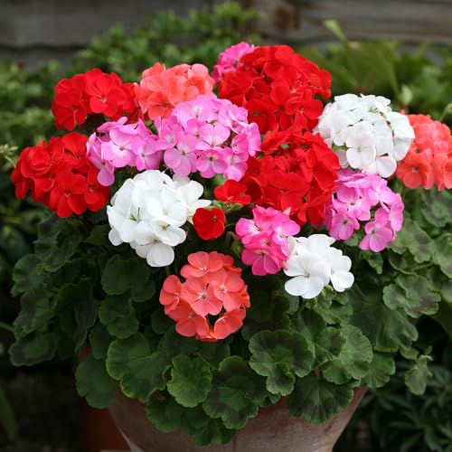 YouGarden Geranium Parade Mix Set of 10 Garden Ready Plants