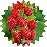 Riesen Himbeere / 50 Samen / Rubus idaeus / frosthart / mehrjährig