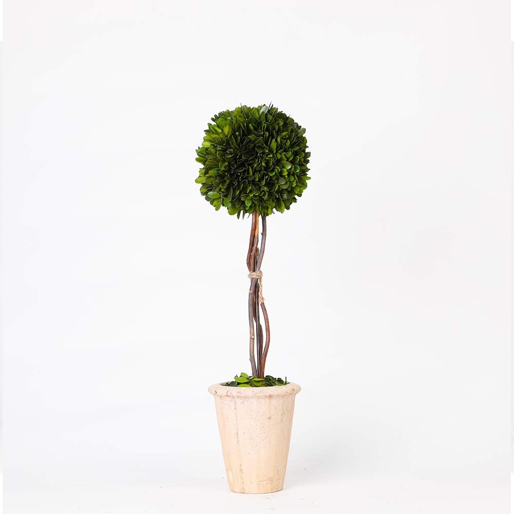 Real Preserved Yellow Evergreen Potted Tree Globe Tree Basin Territory Flower Pot Home Decor Farm House (22 Inch Length) Single Ball Topiary 22 inches