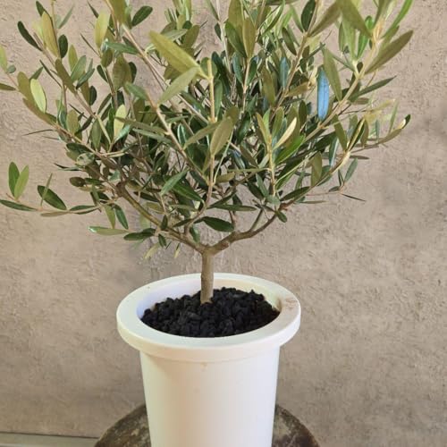 観葉植物 7号 オリーブ」の人気商品一覧 | 安い商品を通販サイトから