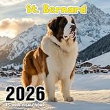 Photo Gallery st. bernard 2026 calendar: gentle giants with expressive, loving eyes Photo Gallery st. bernard 2026 calendar: gentle giants with expressive, loving eyes