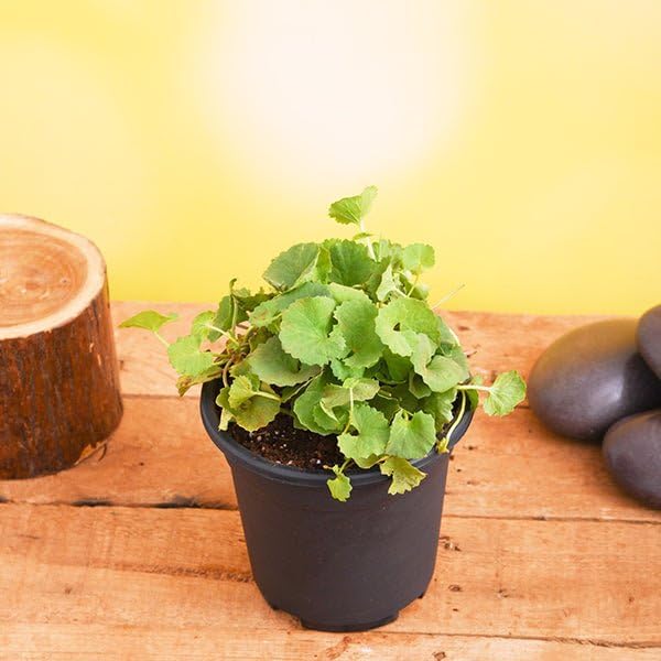 See full amazon price history chart for Healthy Vibe Absorbing At Night Brahmi, Gotu Kola, Centella asiatica - Plant Herbs - Bacopa Monnieri/Water Hyssop/Thyme-Leafed Gratiola/Herb of Grace Ayurvedic Plants Healthy Vibe Absorbing At Night Brahmi, Gotu Kola, Centella asiatica - Plant Herbs - Bacopa Monnieri/Water Hyssop/Thyme-Leafed Gratiola/Herb of Grace Ayurvedic Plants (B0D6R73XY2) Amazon Price History, Amazon Price Tracker