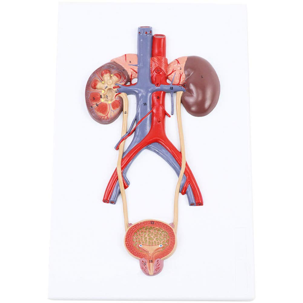 Model dydaktyczny, model układu moczowego, medyczny anatomiczny model układu moczowego człowieka, materiał PVC Model anatomiczny narządów ludzkich do wyświetlania w badaniach Model medyczny