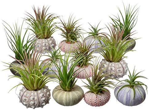 Urchin Air Plant Assortment | Varieties of Sea Urchins with Tillandsia Gift Set | Nautical Crush Trading TM (12 Pack)