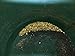 Behemoth 'Special Gold Nugget PAYDIRT' Gold Panning Pay Dirt Bag - Gold Prospecting Concentrate