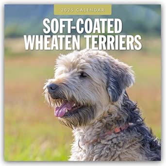 Soft-Coated Wheaten Terriers 2025 Square Wall Calendar: Red Robin