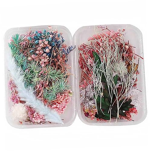 Zerodeko 2 Caixas Flores secas de aromaterapia flores secas prensadas fabricação de sabão de flores