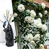 Climbing White Rose