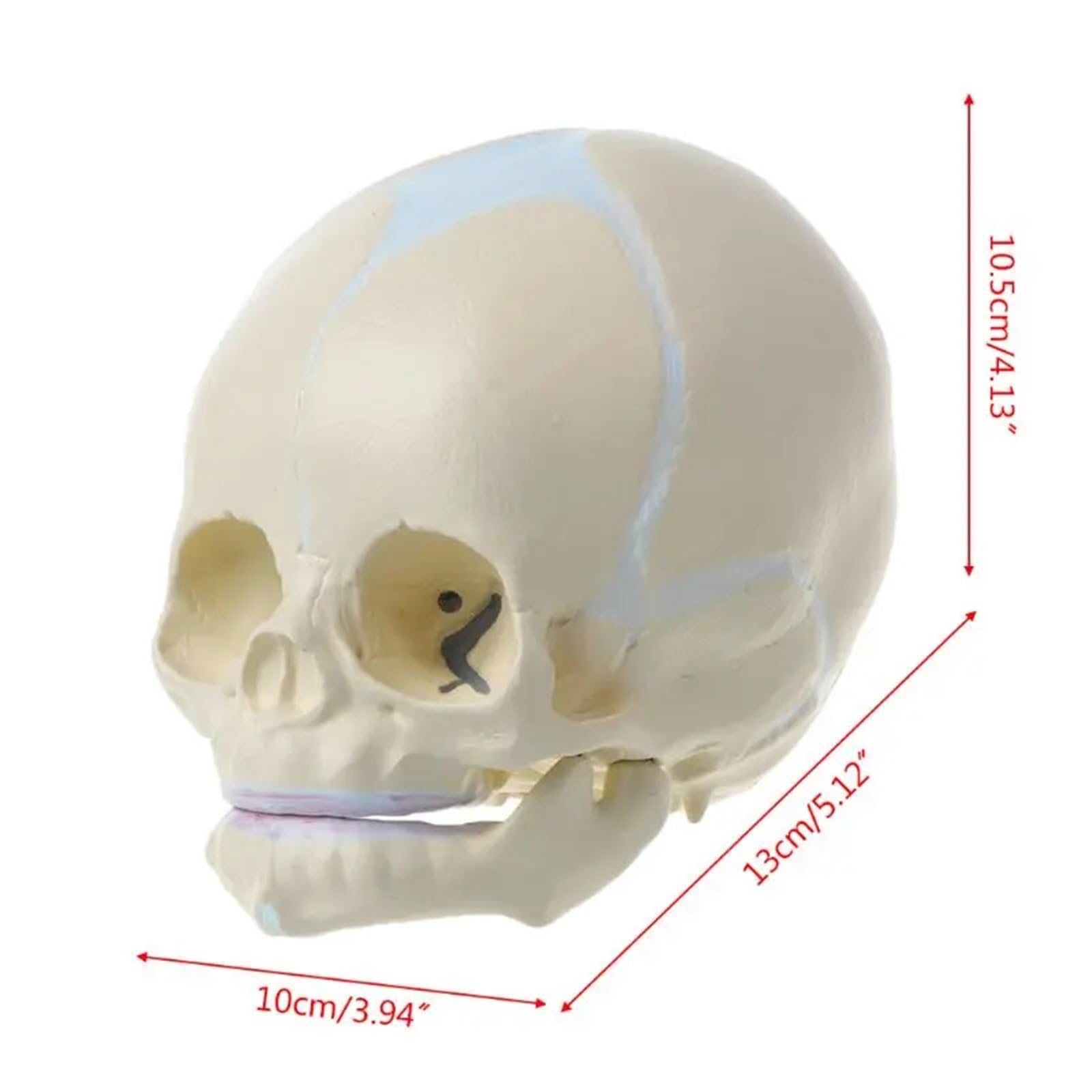 1: 1 Ludzki Płód Niemowlę Niemowlę Medyczna Czaszka Anatomiczny Model Szkieletu Materiały Dydaktyczne do Nauki Medycznej