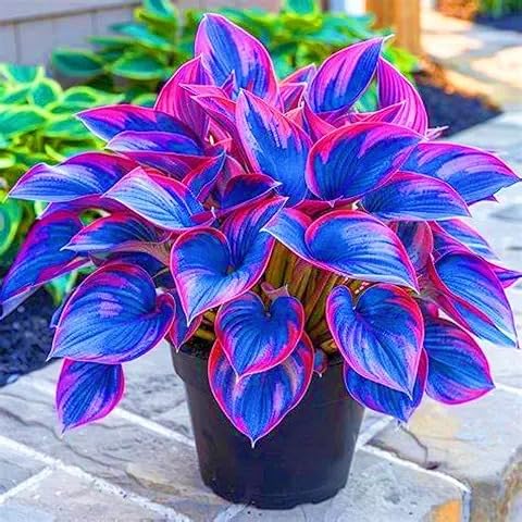 Hosta Plants for Sale, Ornamental Flowers, No Watering Required, Easy to Maintain, Hosta Bulbs Live, Hardy Perennial, Garden Decoration, 4bulbs-b