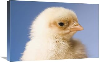 Global Gallery Domestic Chicken, banty Morph, hatchling-Canvas Art-24"x16"