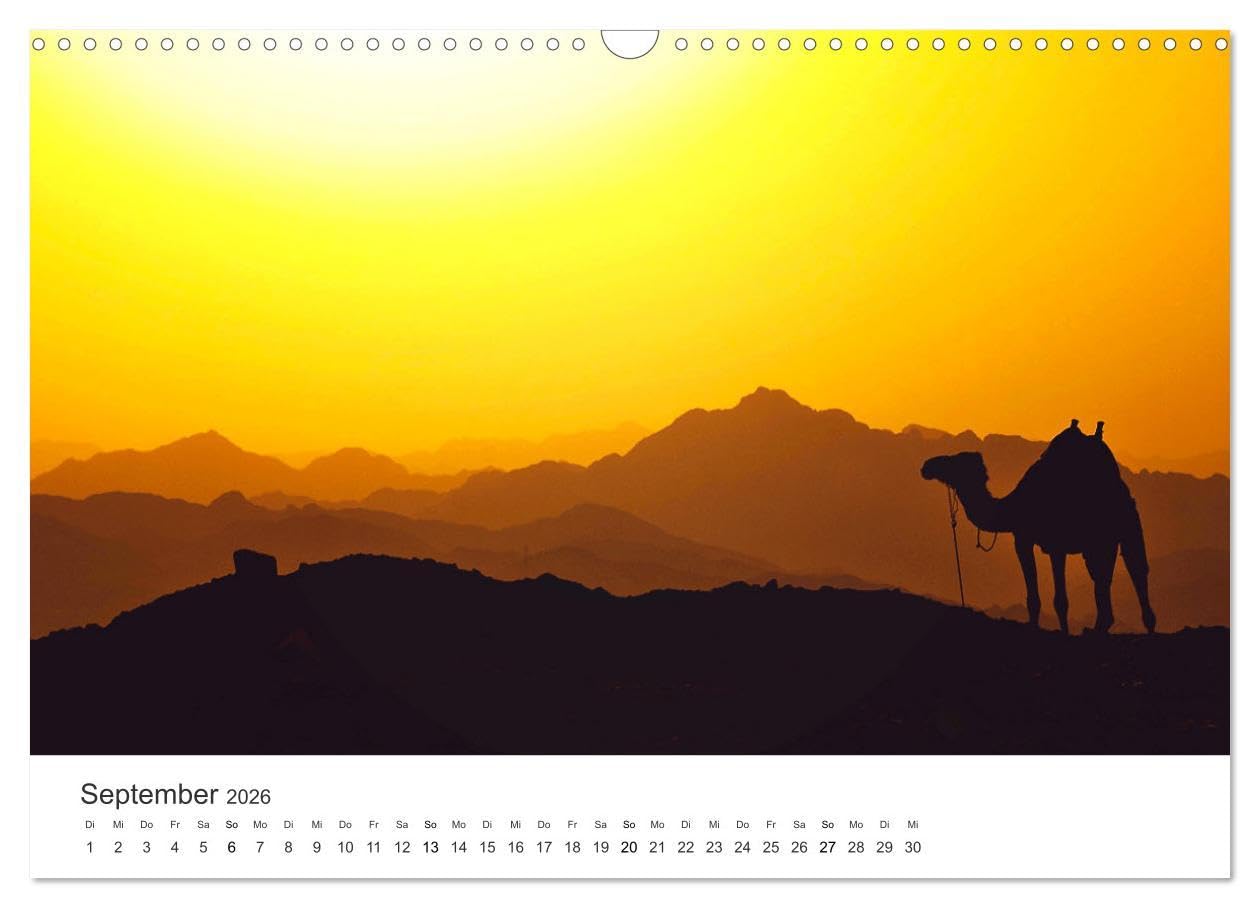 Kamele - die wahren Überlebenskünstler der Wüste. (Wandkalender 2026 DIN A3 quer), CALVENDO Monatskalender: Die geheimnissvollen Tiere der Wüste. (CALVENDO Orte)