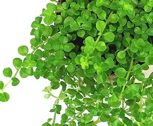 Ashokavanam Babys tears (Soleirolia soleirolii) Plant (B09R26MG8H) Amazon Price History, Amazon Price Tracker