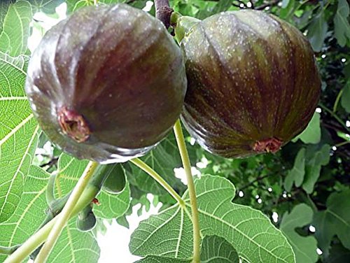 Ultra Hardy Olympian Fig Plant - Very Sweet - 4 Ultra Hardy Olympian Fig Plant - Very Sweet - 4