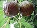 Ultra Hardy Olympian Fig Plant - Very Sweet - 4" Pot