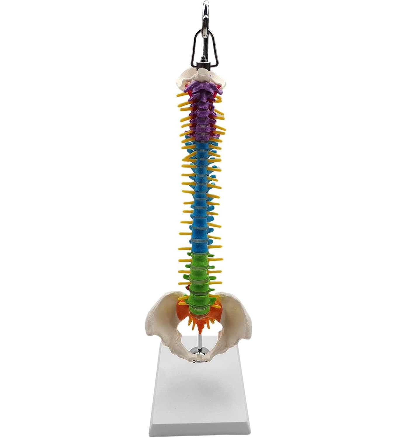 Modelo anatómico de esqueleto de columna vertebral humana con vértebras, nervios, arterias y soporte para demostración educativa y estudio