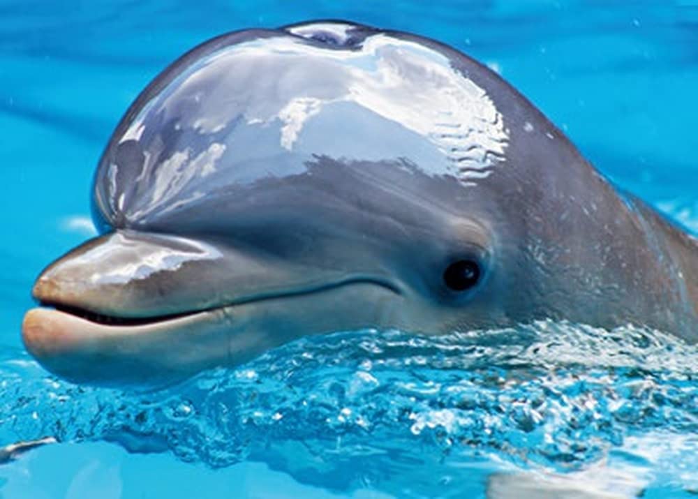 Pracht Creatives Hobby Diamond Painting Set, Bild mit Motiv Delfin und Zubehör, Größe ca. 35 x 25 cm, Bastelset zum Malen mit Glitzersteinchen für Kinder ab 5 Jahren