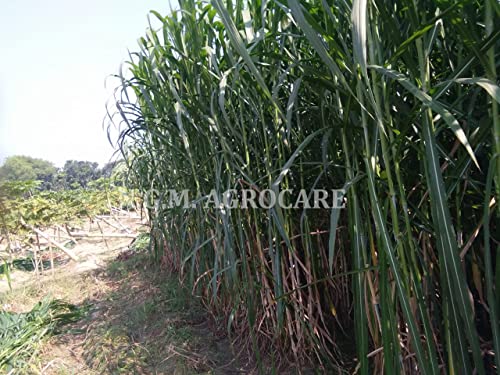 N.G.M.AGROCARE Super Napier/Pakchong-1 (Original Thailand Genetic) multi-cut hybrid fodder double nodes grass slips for Animal Husbandry like Cow, Buffalo, Goat, Sheep, Poultry, Rabbit (Pack of 10Nos)