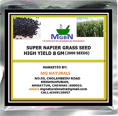 MGBN THE PATH FOR THE HEALTHIER LIFE WITH BEAUTY High Yield Super Napier Grass Seed (8 g) 2000 Seeds (B0811NF8F5) Amazon Price History, Amazon Price Tracker