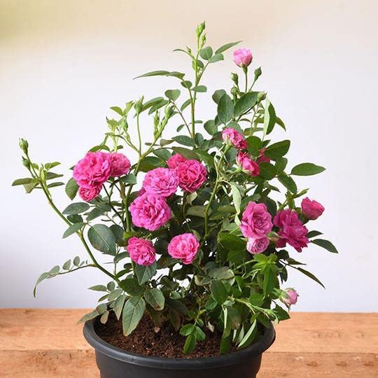 See full amazon price history chart for Zomoloco_Rose Plant-Button Rose Red Live Zomoloco_Rose Plant-Button Rose Red Live (B0BHSMFTN2) Amazon Price History, Amazon Price Tracker