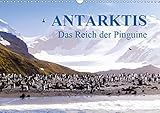 Antarktis - Das Reich der Pinguine (Wandkalender 2019 DIN A3 quer) - Max Steinwald