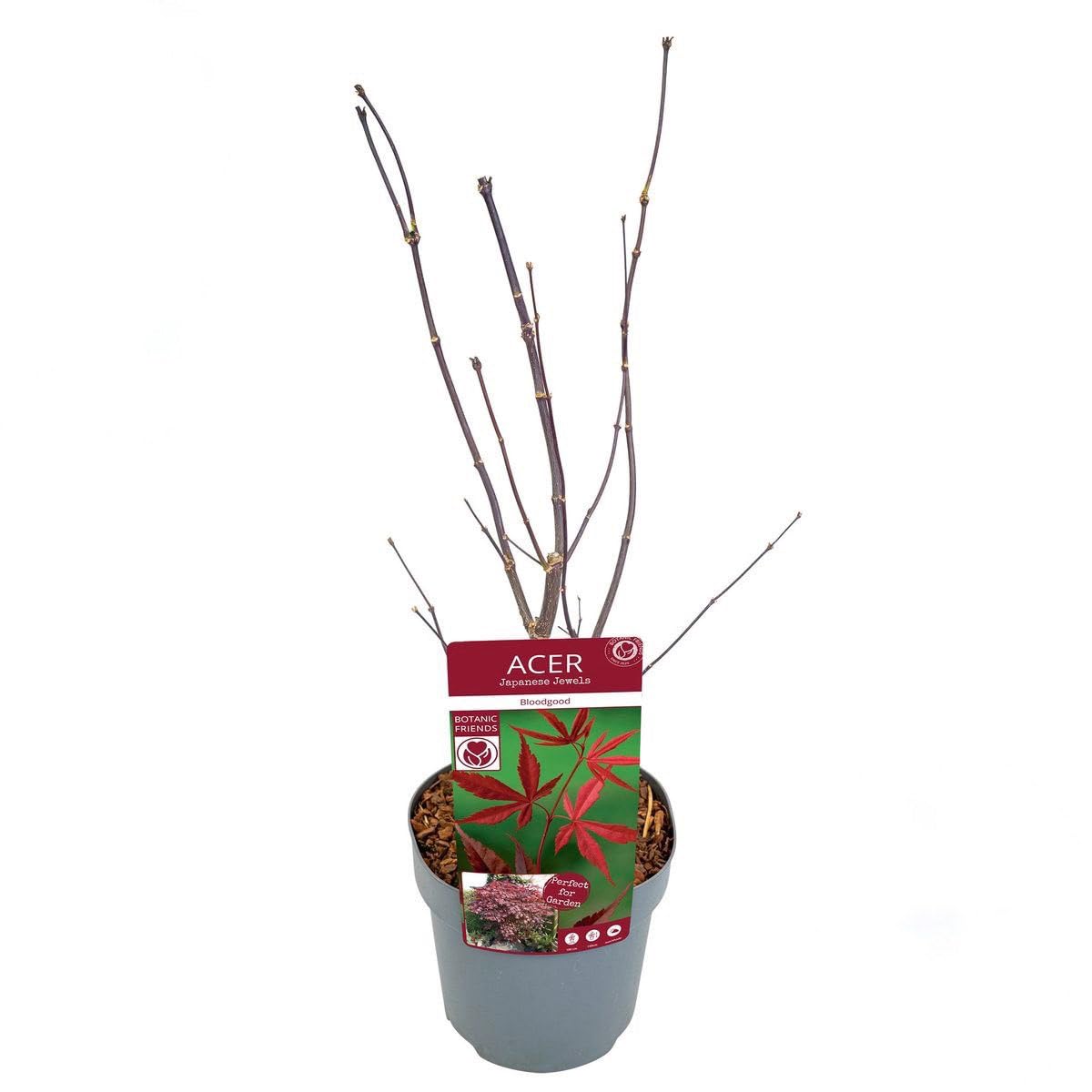 Acero Rosso Giapponese "Acero Palmatum Bloodgood" pianta in vaso ø19 cm Vivaio di Castelletto