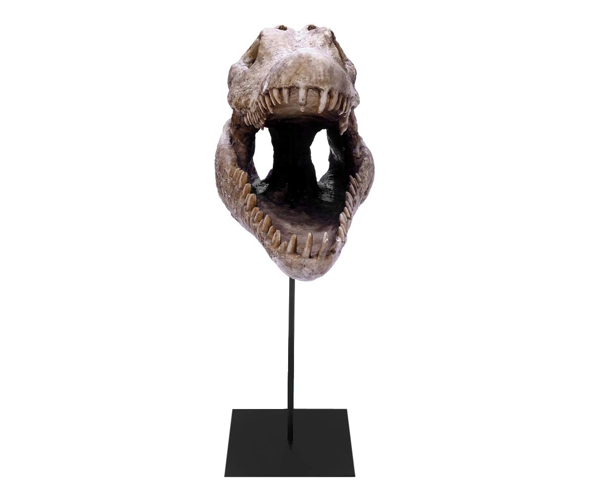 Design Reptil Schädel Deko Kopf Skulptur Krokodil Kopf Totenkopf Deko groß