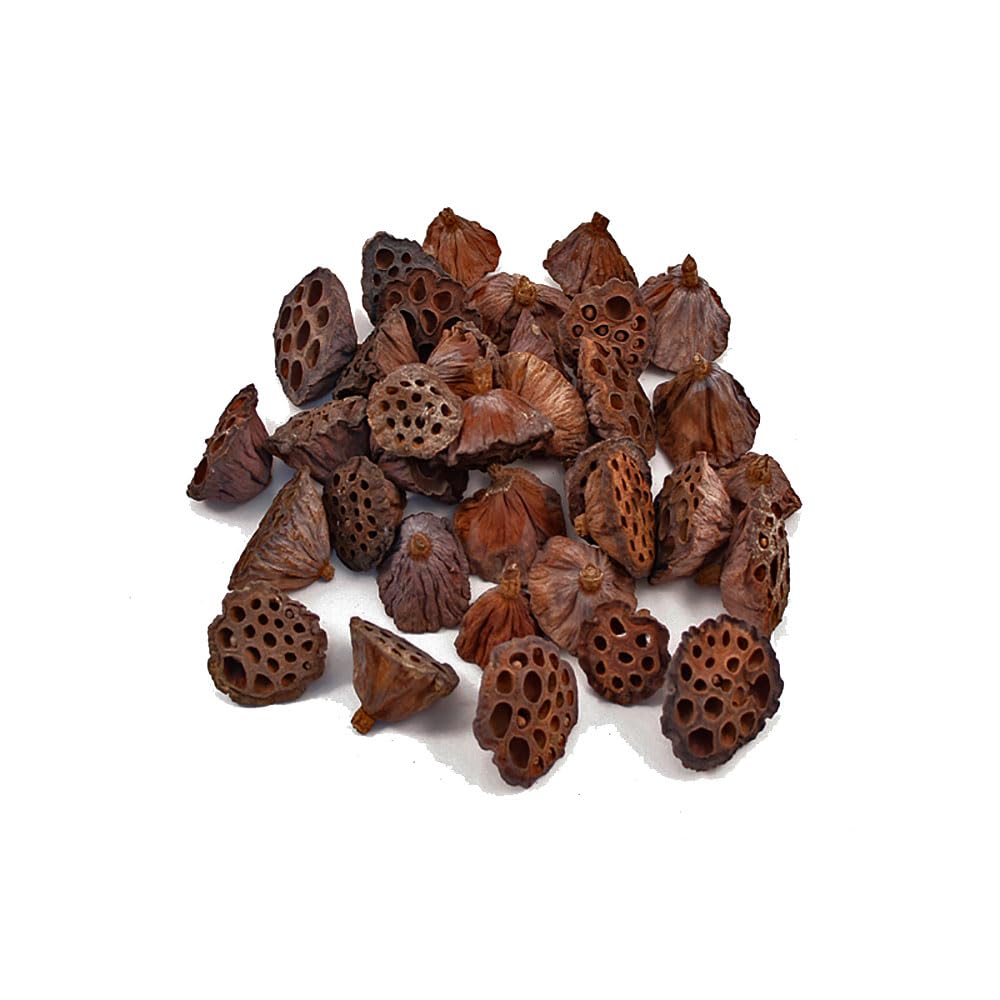 FloristryWarehouse Pack of 40 Dried Natural Lotus Heads Medium Size 5-7cm Diameter