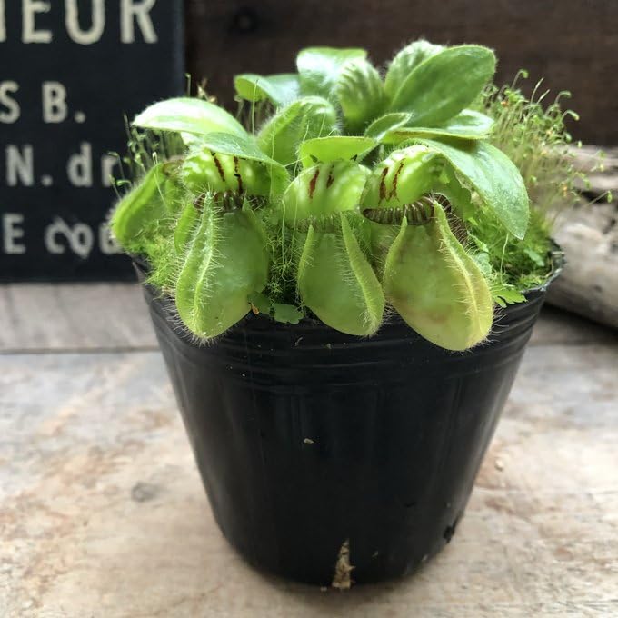 Amazon.co.jp: セファロタス 食虫植物 立派 インテリア 多肉植物