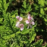 semi repellenti per zanzare - campo giardino balconi perenni resistenti letto 200pcs