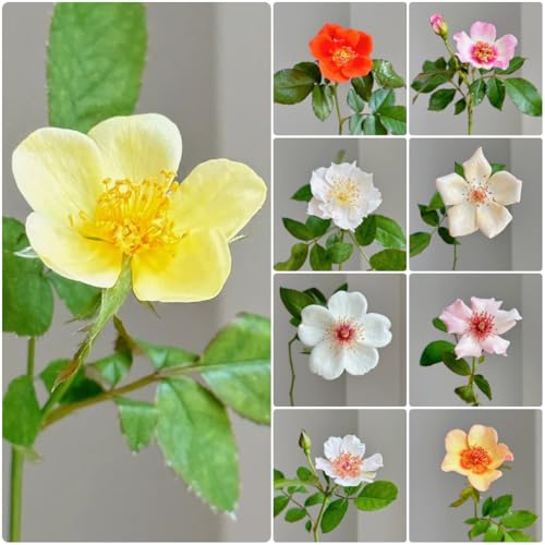 semillas fragantes resistentes del rosal, plantas de sombra plantas de jardín resistentes las rosas trepadoras son resistentes plantas perennes resistentes decoración salón jardín 400pcs