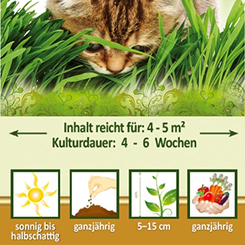 Premium Katzengras Samen Chrestensen, Grassamen schnellkeimend, 1 Dose 110 g, reicht für ca. 4-5 m² Katzengras fertig gewachsen, Natürliche Katzen Leckerlies zu Hause