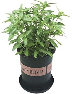 Citronella Plant Seeds 30pcs (Mozzie Buster) Organic Fresh Premium Easy to Grow Plants Seeds for Planting Garden Yard Home Decor