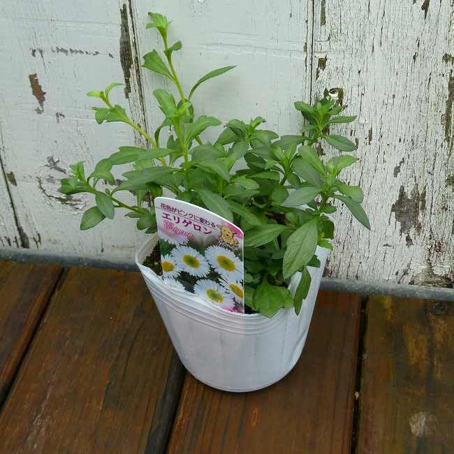 Amazon.co.jp: エリゲロン 苗 スパニッシュデージー 源平小菊 花苗
